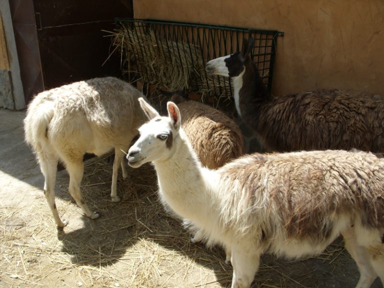 O-iesire-in-aer-liber-la-Gradina-Zoologica-din-Brasov